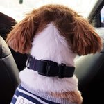 [고양이] [#09]출근하는고양이와댕댕이 아홉번째