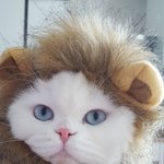 [고양이] <b>카누</b>와레오(7)