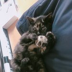 [고양이] 아기고양이의 가족이 되어주세요.(추가)