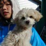 [유기견] 임보,입양가족을 기다려요~