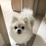 [유기견] 뽀메 미소의 가족이 되어주세요~