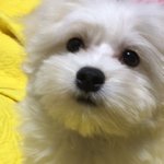 배그 <b>가치</b>하쟈고 씨뱔!