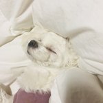 우리집 강아지 <b>육성재</b> 닮음