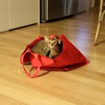 [고양이] 겨울 라떼의 평화로운 일상