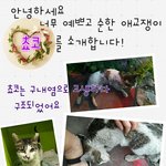 [고양이] 애교쟁이 고등어 예쁜 쵸코 길에서 너무 고생한 쵸코의...