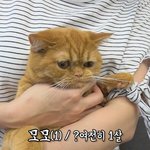 [19] 신발 몰라 신고 당했으니 짤 더<b>올림</b>~!