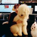 [세븐틴] ㅅㄷ?(이 걩어쥐 <b>종이</b> 모야ㅠㅠ