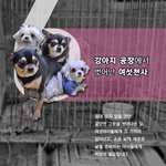 강아지공장의 삶을 살았던 여섯천사가 새 삶을 준비합니다
