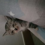 [고양이] 아기 고양이 <b>코리</b> (짱귀요미)