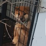 [댓글부탁해] 동네 강아지 <b>애처</b>롭게생김