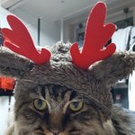 [고양이] <b>카누</b>와레오(8)