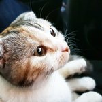 [고양이] [#10] 출근하는 냥냥댕댕이로 안구힐링