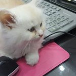 [고양이] 우리집 개냥이 <b>자두</b>를 소개합니다..