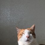 [고양이] 냥이가 귀여워 미치기 <b>일보</b>직전