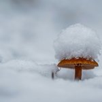 눈온다!!