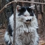 유기된길고양이가 올겨울 못<b>버틸</b>꺼같습니다 도와주세요