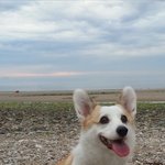 [<b>웰시</b>코기] 미모 뿜뿜 <b>웰시</b>코기 라떼