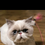 [고양이] 내겐너무이뿐<b>미미</b>와도도그리고 레레