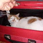 나의 동거묘 <b>도칠</b>이 새해 선물