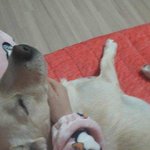 우리집강아지 <b>잔당</b>