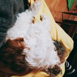 [드루와] ㅋ우리<b>집</b> 강아지 좀 깨워줄 사람ㅋㅌㅋㅋ