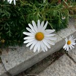 판녀들아 나 눈 높은거임?