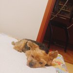 우리집강아지 19살이다..