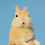 <b>귀지</b>는 안파는거야?