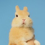 [드루와] 가끔 올라오는 <b>희귀</b>한
