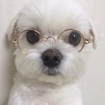 우리나라 <b>팬문화</b> 조카이상해