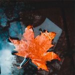 <b>오롯</b>이 폰으로 찍은 사진들