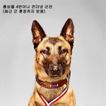 넘나 기특하고 대단한 영웅<b>견들</b>