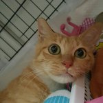 [고양이] 로랑<b>미미</b> 입홍