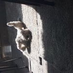 [EXO] 우리집 댕댕이 이러고 누워있음ㅠ