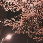 [드루와] 지금 벚꽃 엔딩 듣는데 설렌다