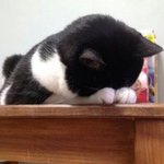 눈 <b>점막</b>에 여드름같은거...