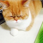 걍 <b>아미나</b> 엑소엘이나