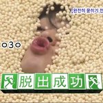 [댓글부탁해] 있잖아... <b>요코</b> 라는 사람이 무슨 그룹이야?!
