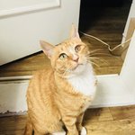 [고양이] <b>저의</b> 가족이 되어주세요~