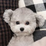 [댓글부탁해] 우리집 강아지이름이 김<b>서방</b>인데