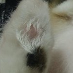 [<b>고양</b>이] 왜 이런거죠??? 고양이피부