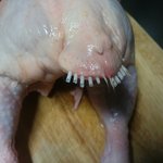 [이거멀까요] 생닭을 샀는데 <b>희안</b>한게 있음