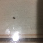 혐)<b>식탁</b> 유리안에 벌레 들어감;;;