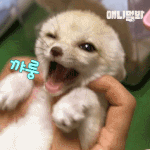 [드루와] <b>뉴뉴</b>ㅠ앙 귀여운말 좀 해바ㅏㅏ