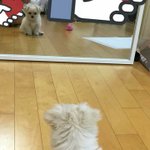 헤헹 <b>강쥐</b> 키우고 싶다