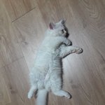 [고양이] 우리<b>집</b> 개냥이 자두를 소개합니다..<b>두</b>번째