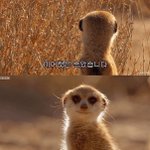 [댓글부탁해] ㅈㅣ에스 대게딱지삼각김밥있잖아