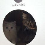 [고양이] <b>카누</b>와레오(9)