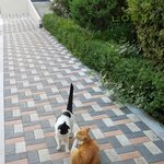 내 글의 <b>윗글</b>은 우리 냥이가 하는생각