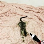 [고양이] 나는 <b>로저</b>, 직업은 고양이3